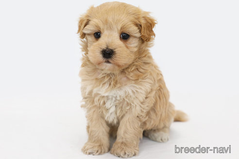 成約済の神奈川県のマルプー:マルチーズ×トイプードル-305805